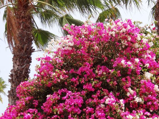 Blumen Palmen Fuerteventura